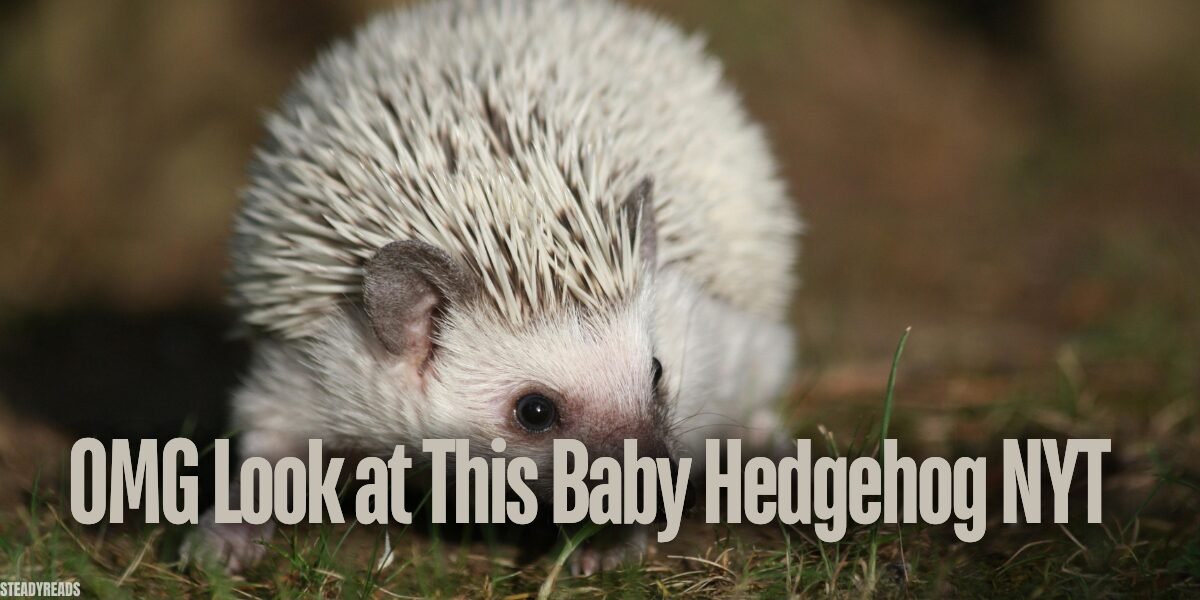 omg look at this baby hedgehog nyt