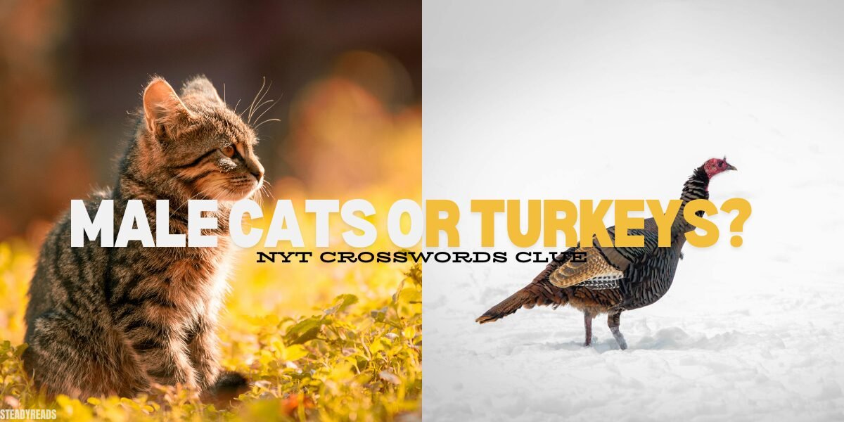 male cats or turkeys nyt